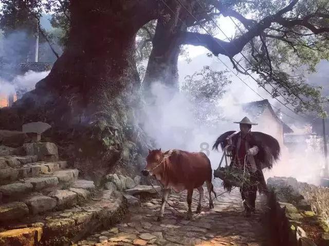 丛林森林逃生